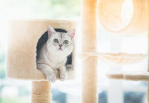 arbre à chat