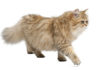 British Longhair