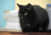 chat Bombay