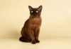 chat Burmese