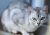 chat Burmilla