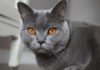 Chartreux