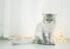 chat Chinchilla