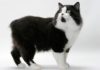 chat Cymric