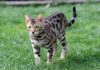 chat du Bengal