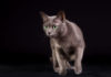 chat Korat