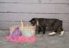 chat Manx