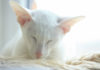 chat Oriental