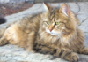 chat de race Sibérien