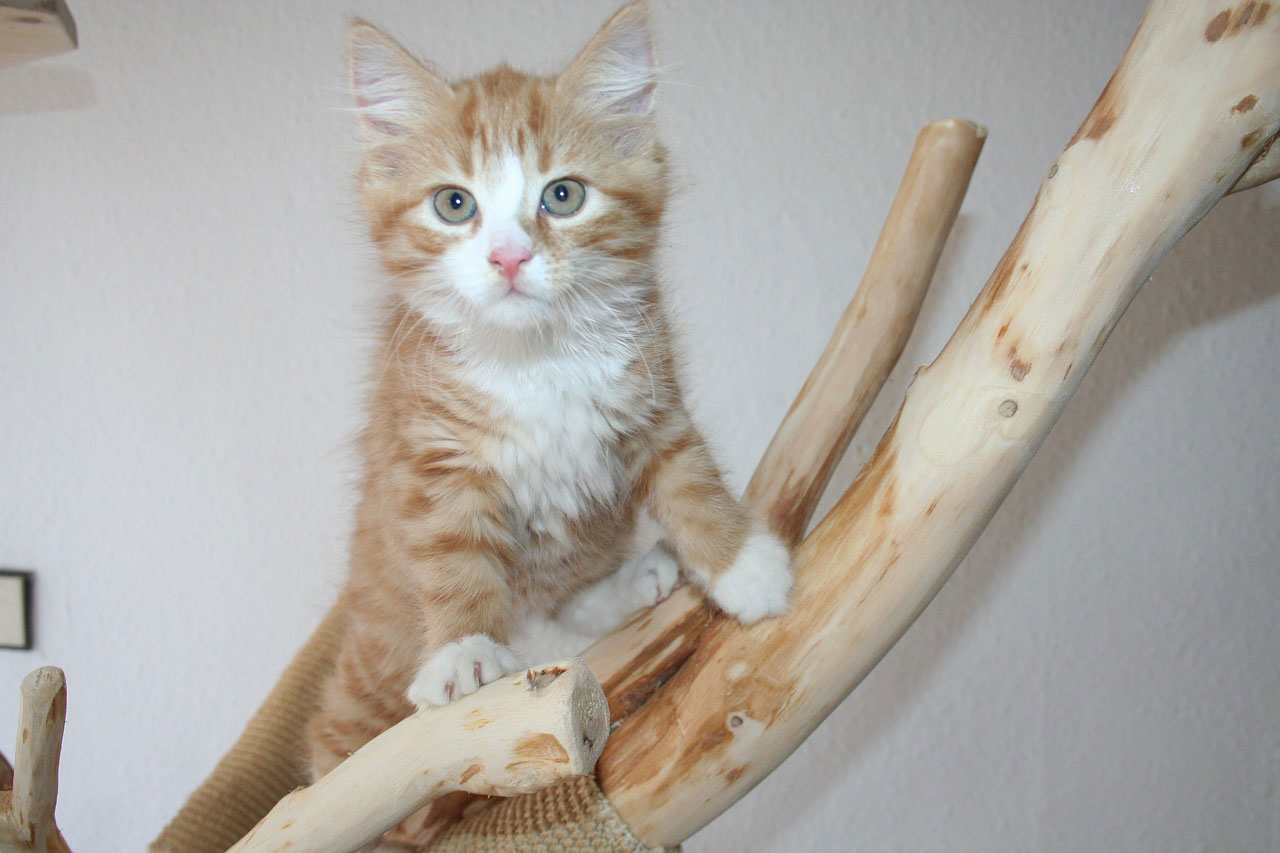 chaton Maine Coon