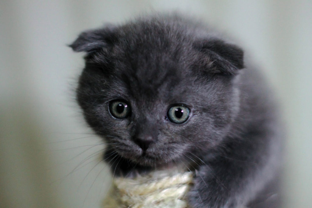 Scottish Fold Origine, caractère, santé et conseils Scottish Fold Origine, caractère, santé et conseils