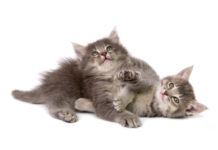 comportement du chat