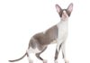 Cornish Rex