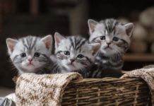 obtenir un pedigree LOOF pour son chat