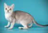 Devon Rex