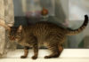 European Shorthair