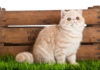 Exotic Shorthair
