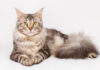 Maine Coon