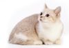 chat Munchkin