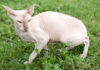 Peterbald