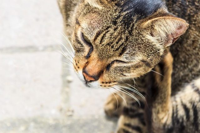 puces-de-chat-astuces puces de chat astuces