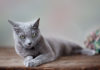 Bleu Russe