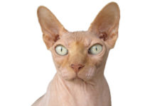 race de chat sans poils