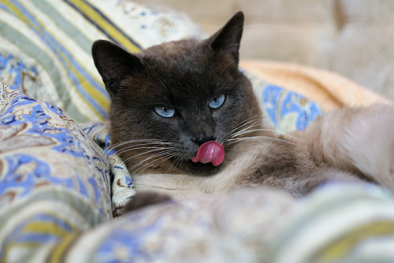 chat Thaï