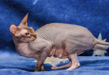 races de chats les plus rares en France