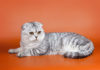 Scottish Fold