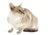 chat Singapura