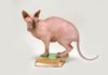 Sphynx