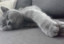 British Shorthair