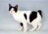 japanese bobtail