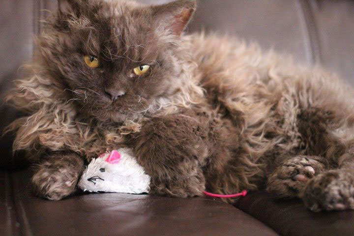 chat mouton Selkirk Rex