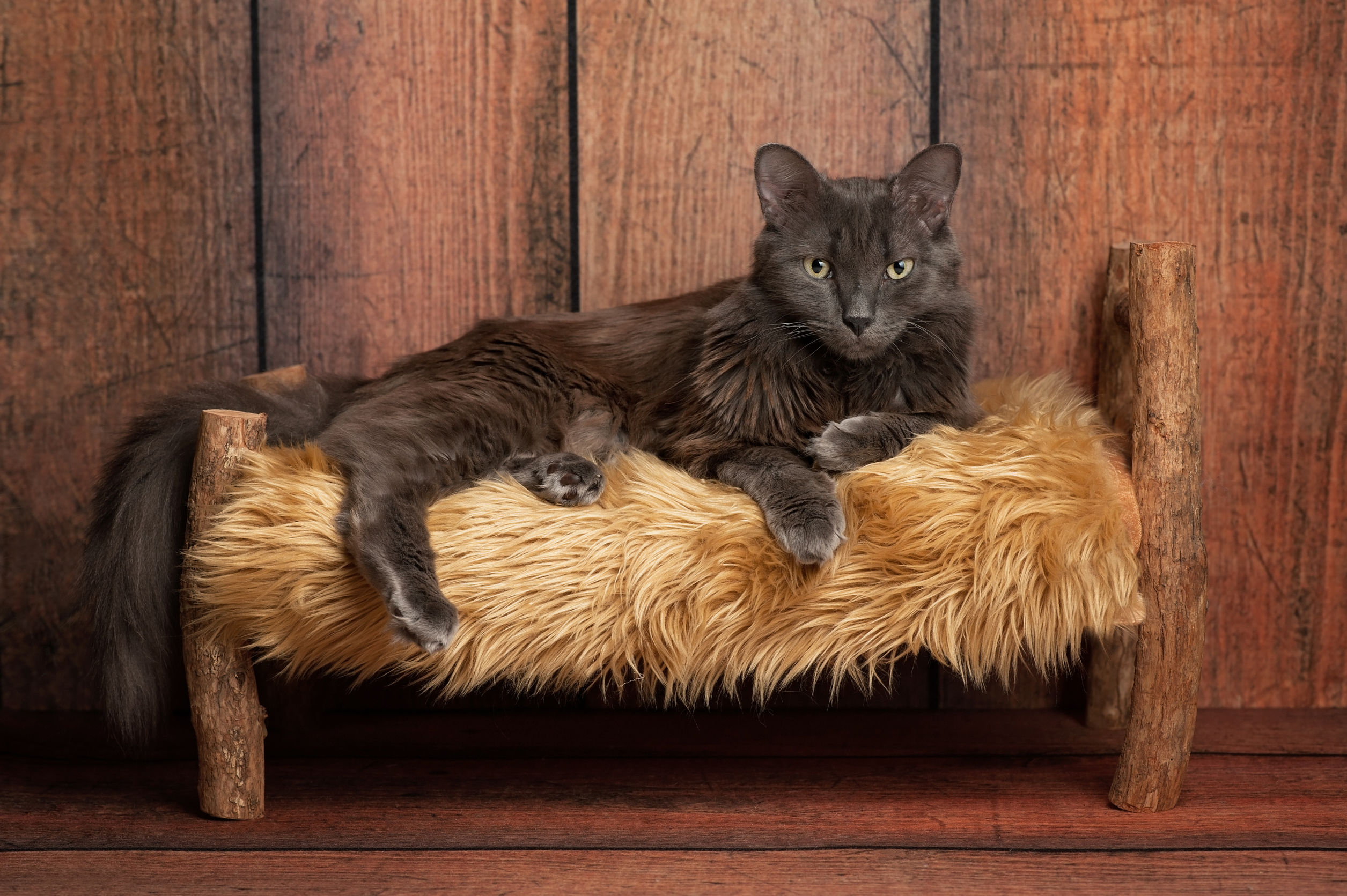 Nebelung Nebelung