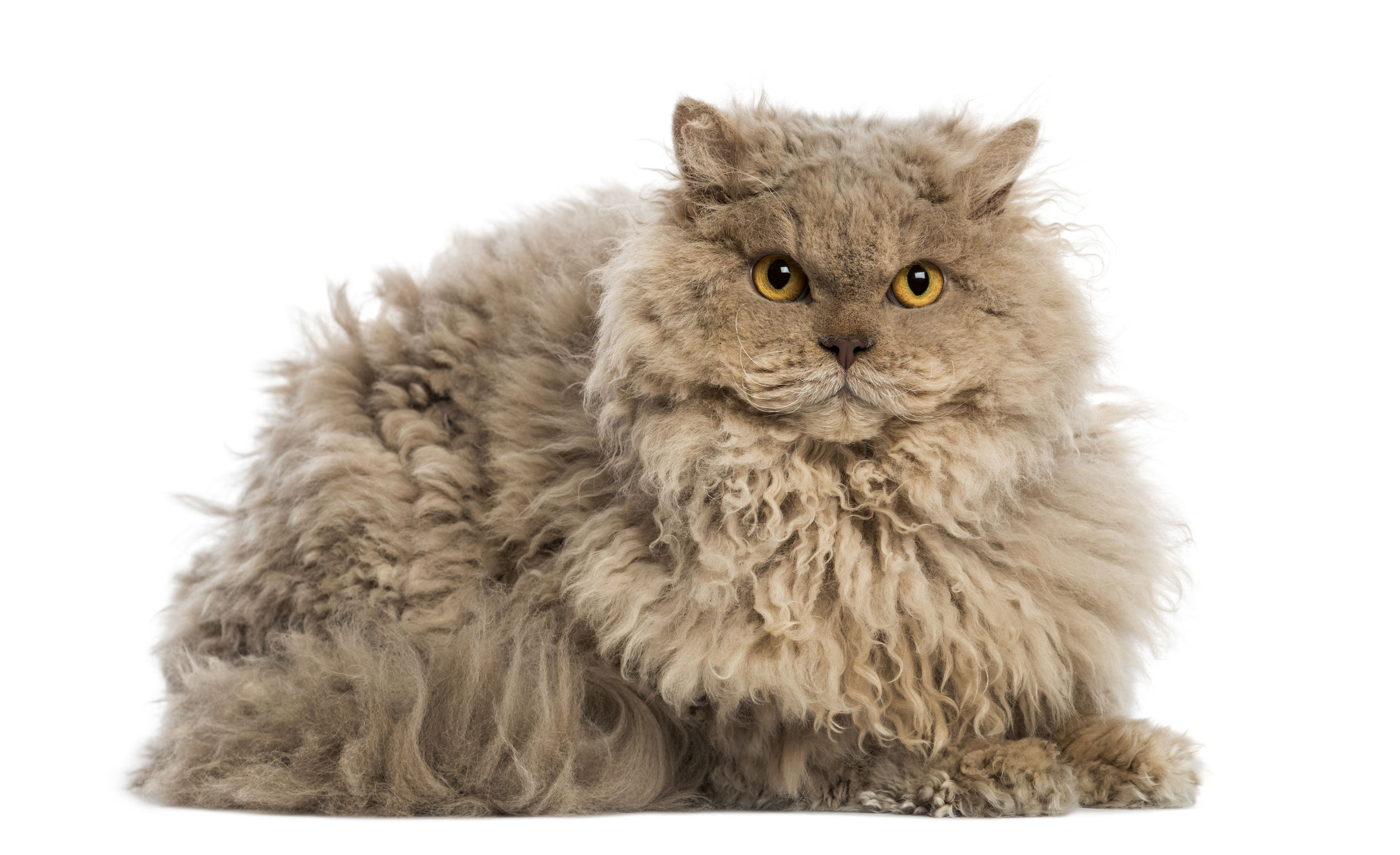 Selkirk rex Selkirk Rex