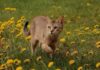 Chausie