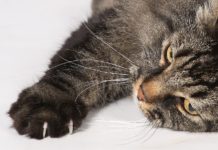 empêcher son chat de griffer