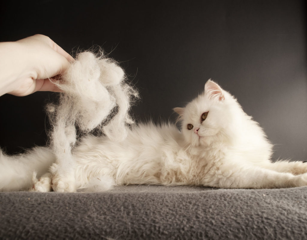 8 astuces pour enlever les poils de chat