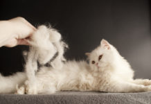 enlever les poils de chat