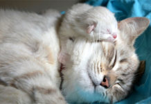 gestation de la chatte