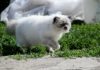 chat Himalayen