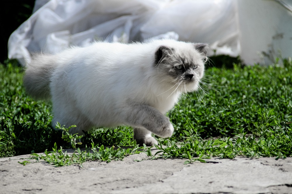 Chat De La Race Himalayen Un Chat De Toute Beaute Racedechat Com