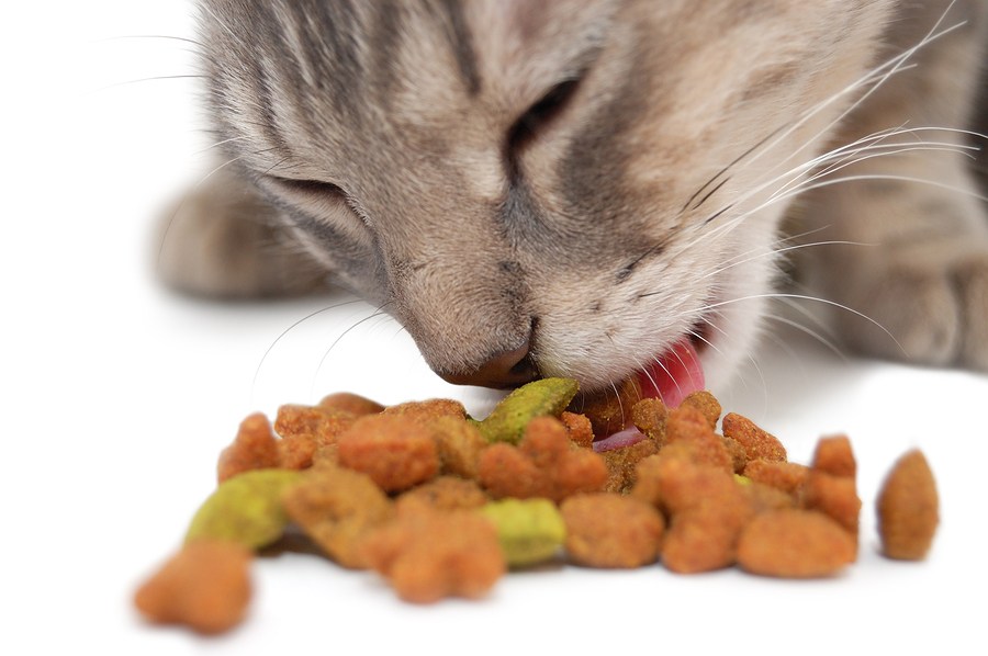 jeu-concours-nourriture-chat jeu concours nourriture pour votre chat