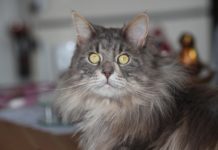 Maine Coon