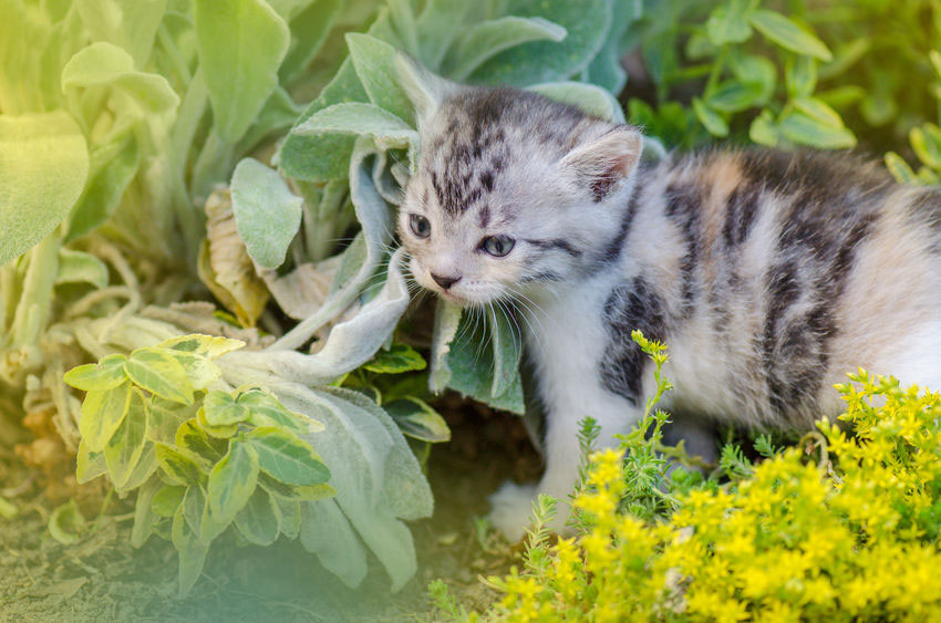 plantes-repoussent-chat Plantes qui repoussent les chats