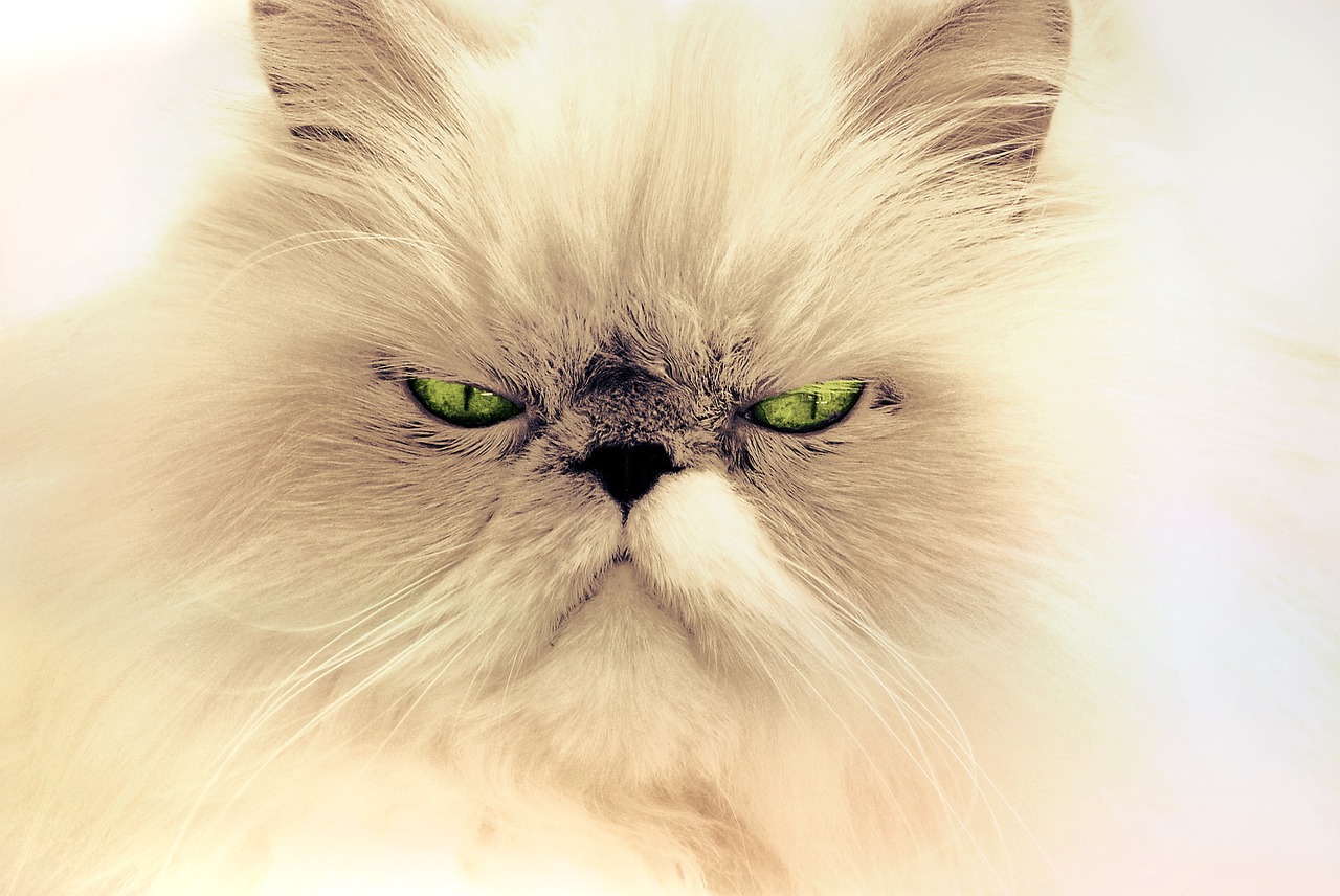 races de chats préférées