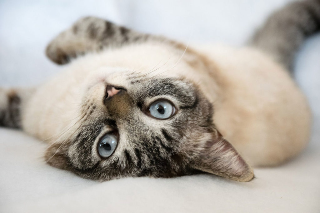 10 races de chats les plus affectueuses