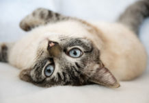 races de chats les plus affectueuses